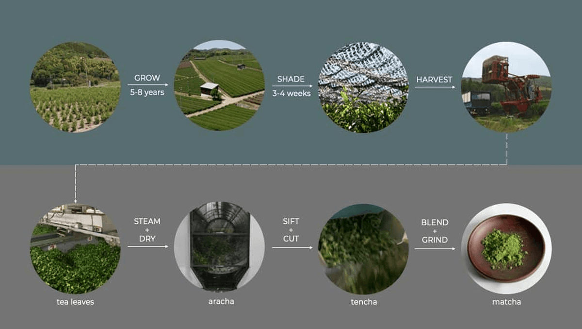 Matcha Process Factory From Leaf to Cup – The Noon Club